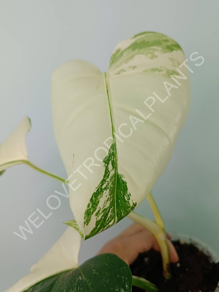 Monstera variegata albo extra white