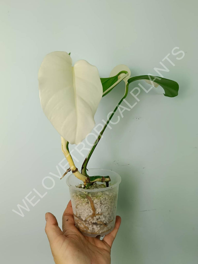 Monstera variegata albo extra white