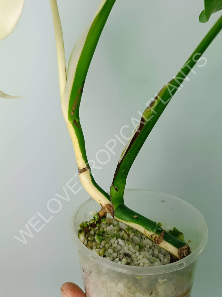 Monstera variegata albo extra white