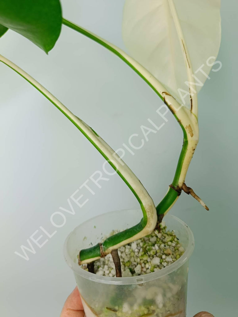 Monstera variegata albo extra white