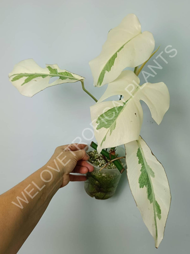 Monstera variegata albo extra white