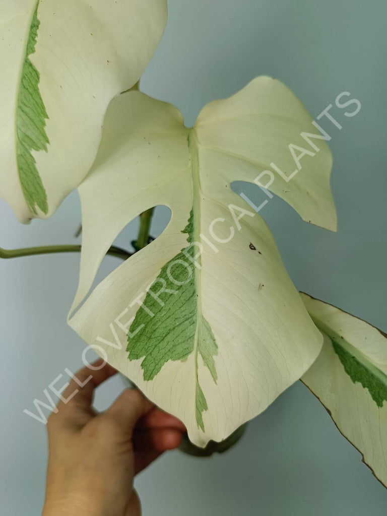 Monstera variegata albo extra white