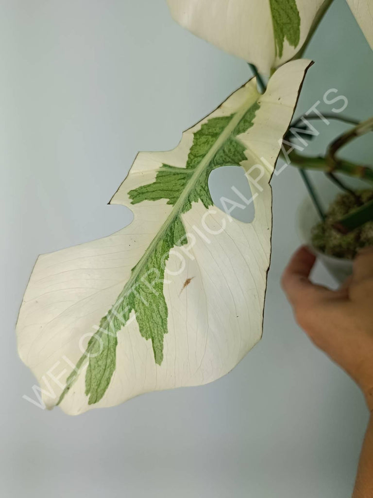 Monstera variegata albo extra white