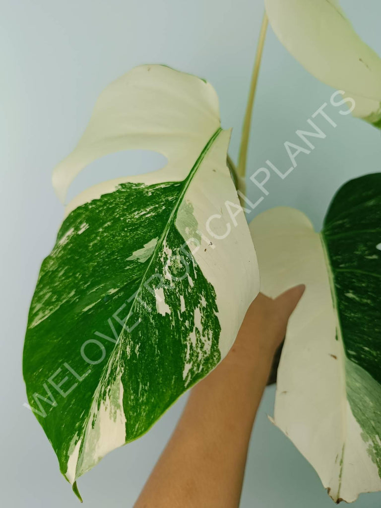 Monstera variegata albo extra white