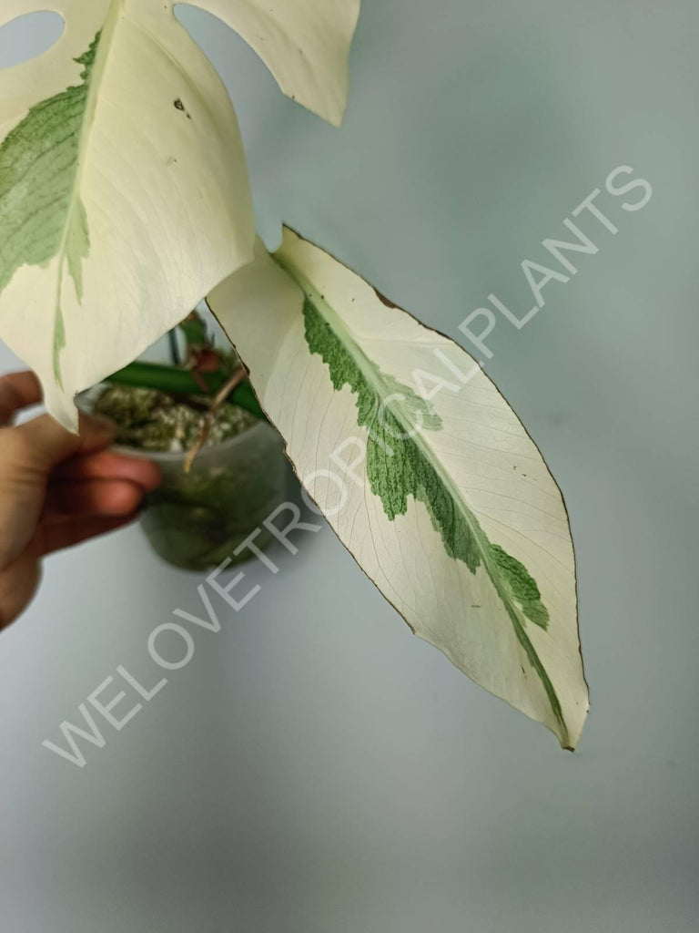 Monstera variegata albo extra white