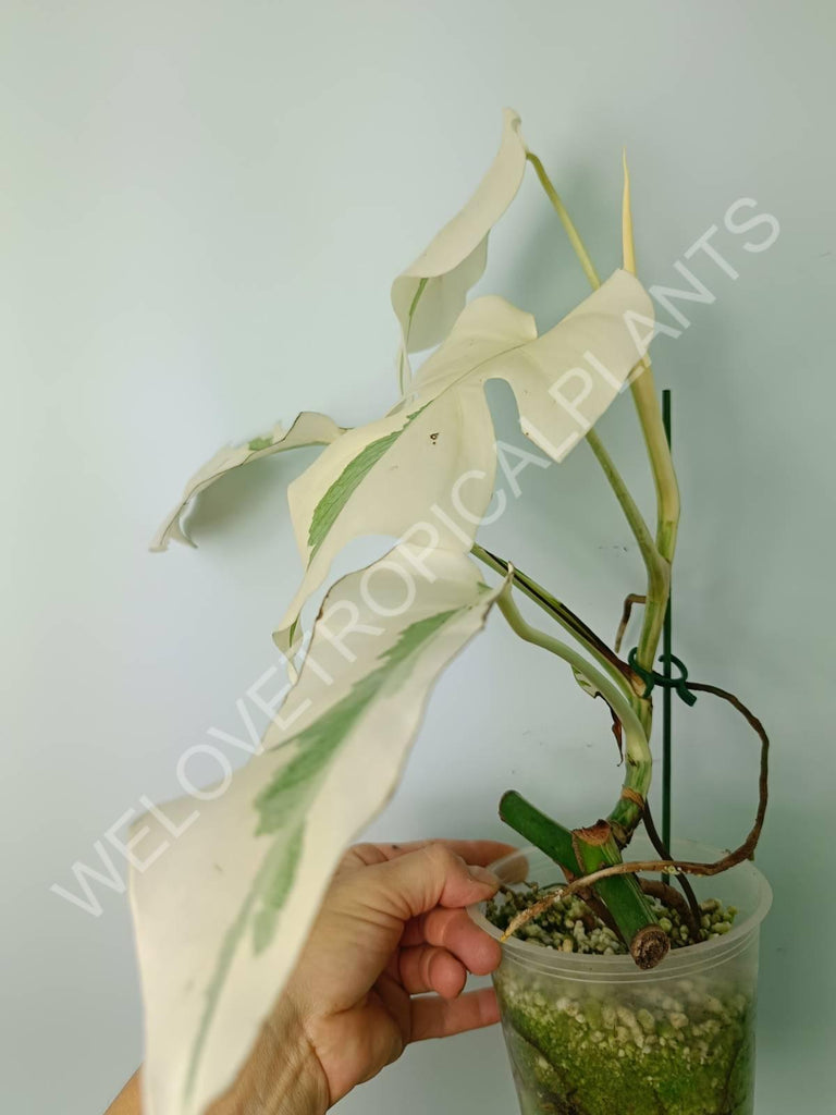 Monstera variegata albo extra white