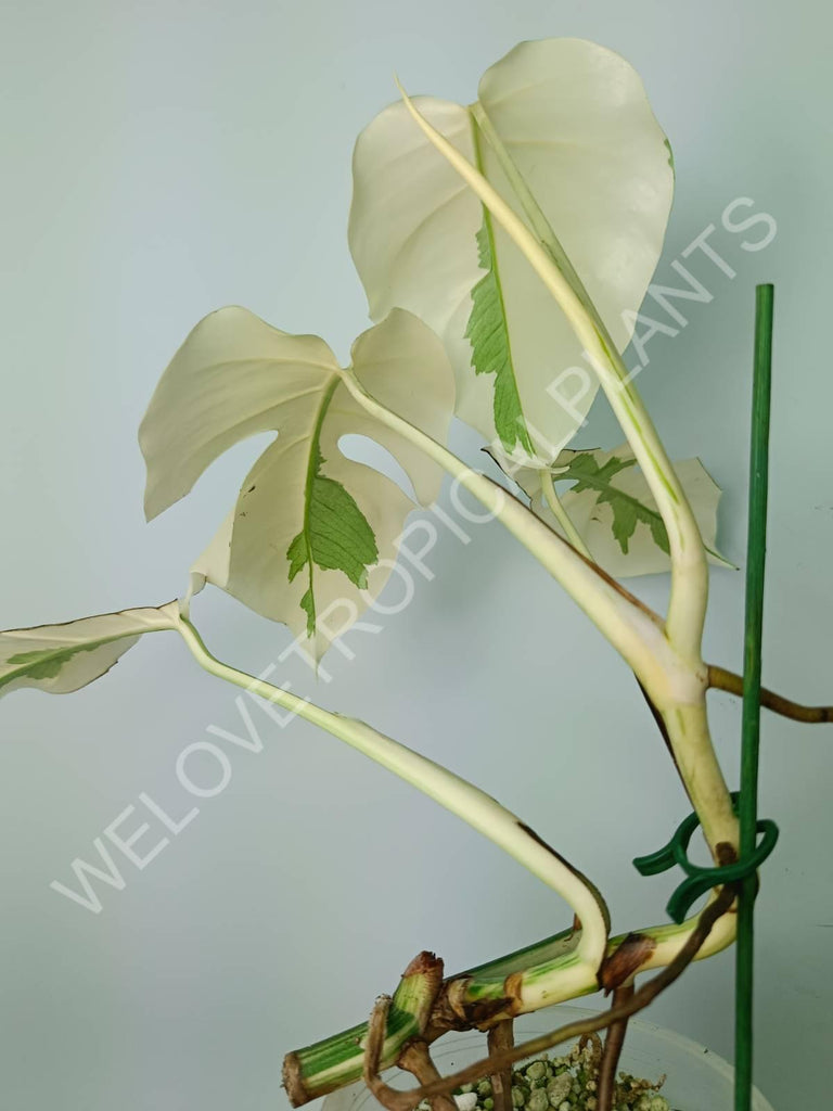 Monstera variegata albo extra white