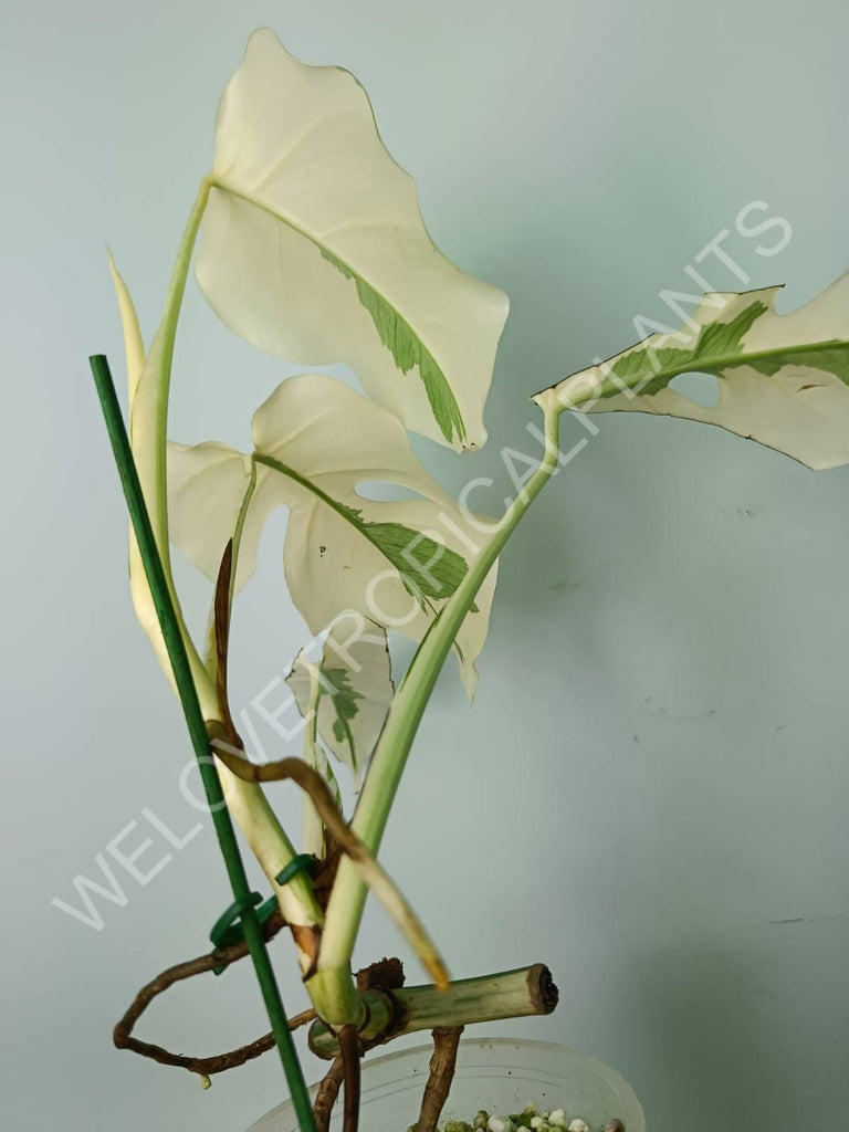 Monstera variegata albo extra white