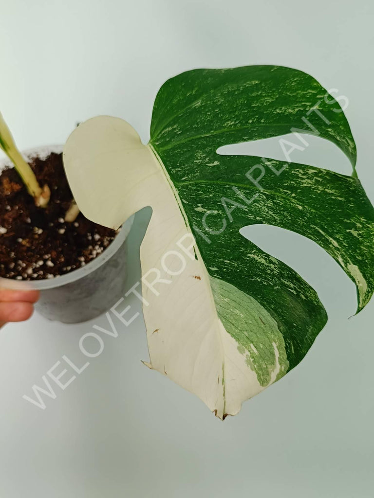 Monstera variegata albo extra white