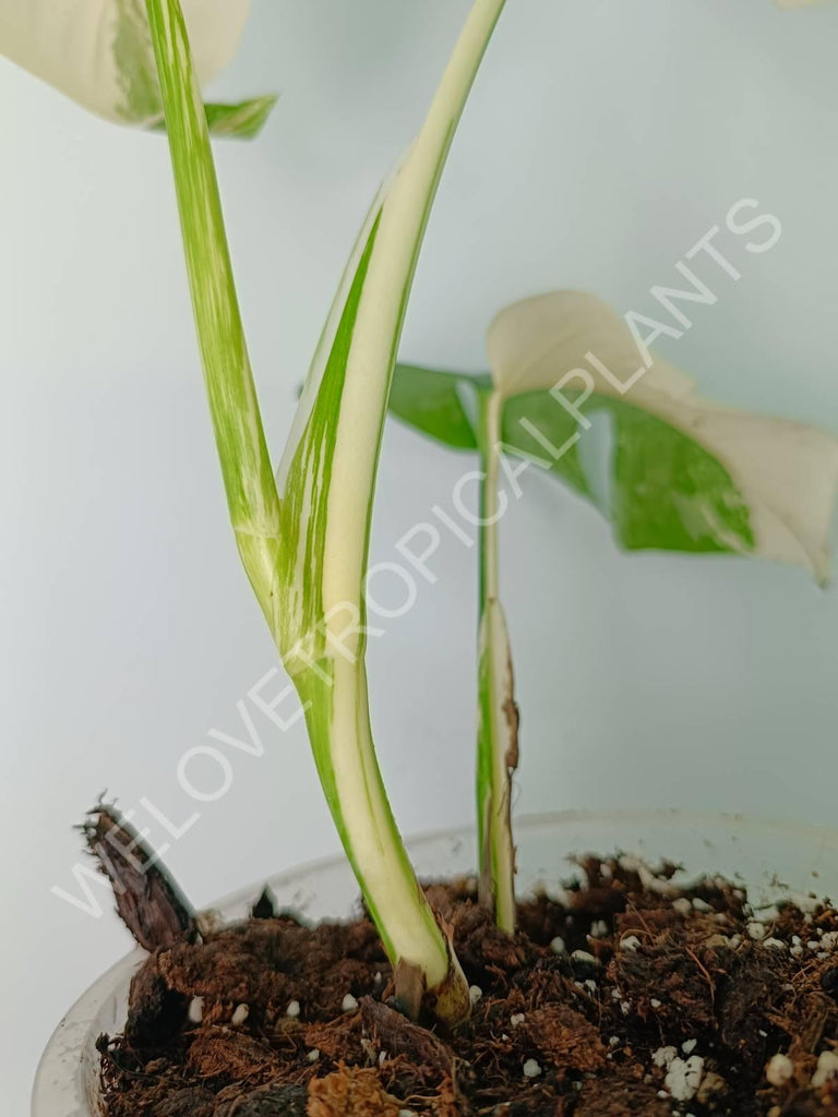 Monstera variegata albo extra white