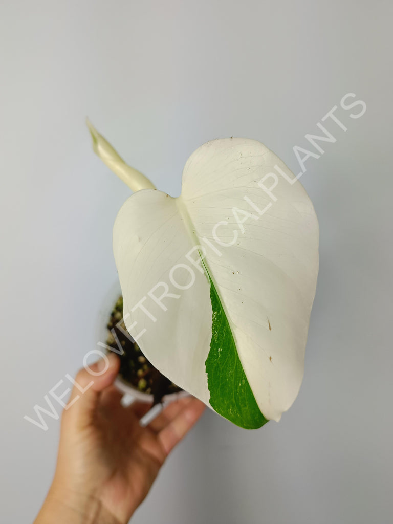 Monstera variegata albo extra white