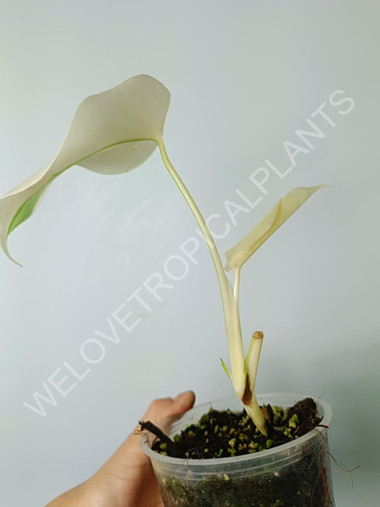 Monstera variegata albo extra white