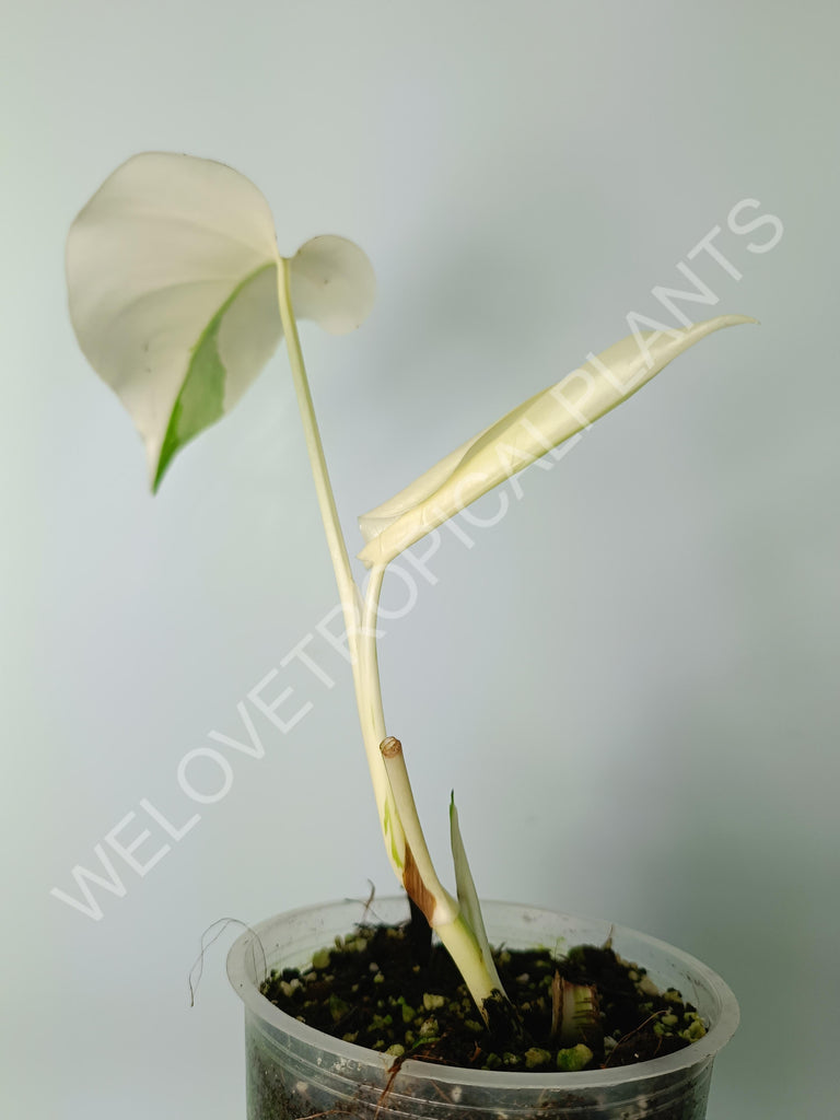 Monstera variegata albo extra white