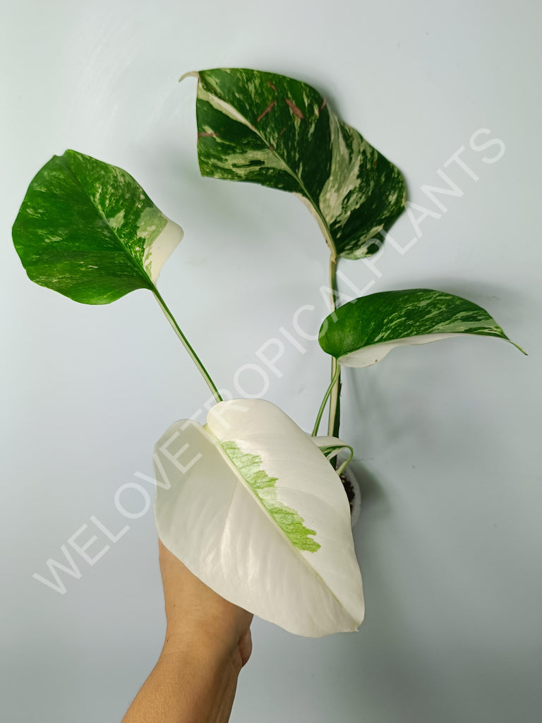 Monstera variegata albo extra white