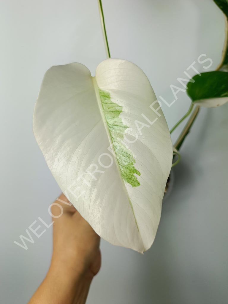 Monstera variegata albo extra white