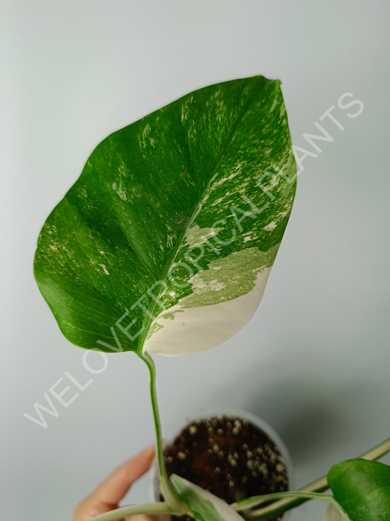 Monstera variegata albo extra white