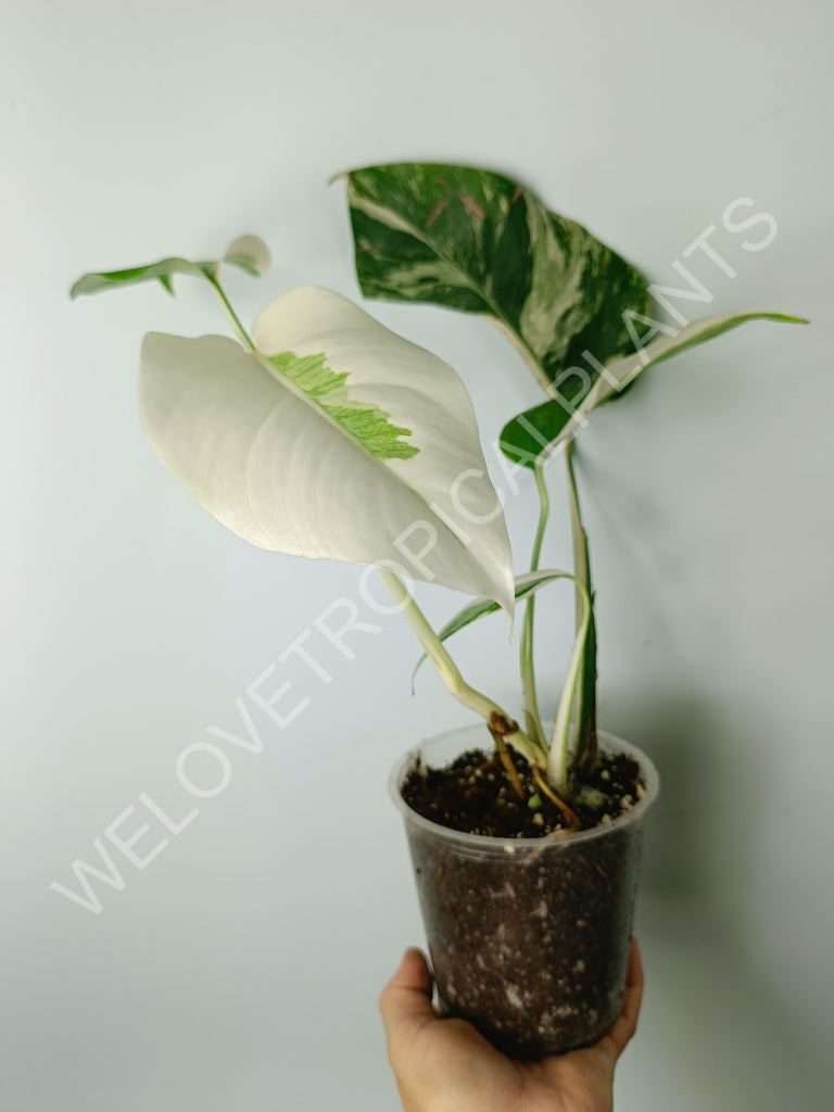 Monstera variegata albo extra white