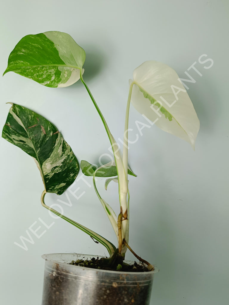 Monstera variegata albo extra white