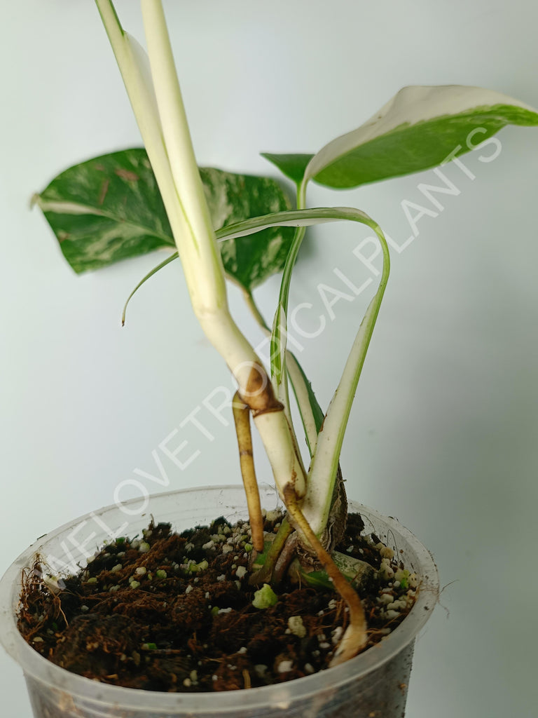 Monstera variegata albo extra white