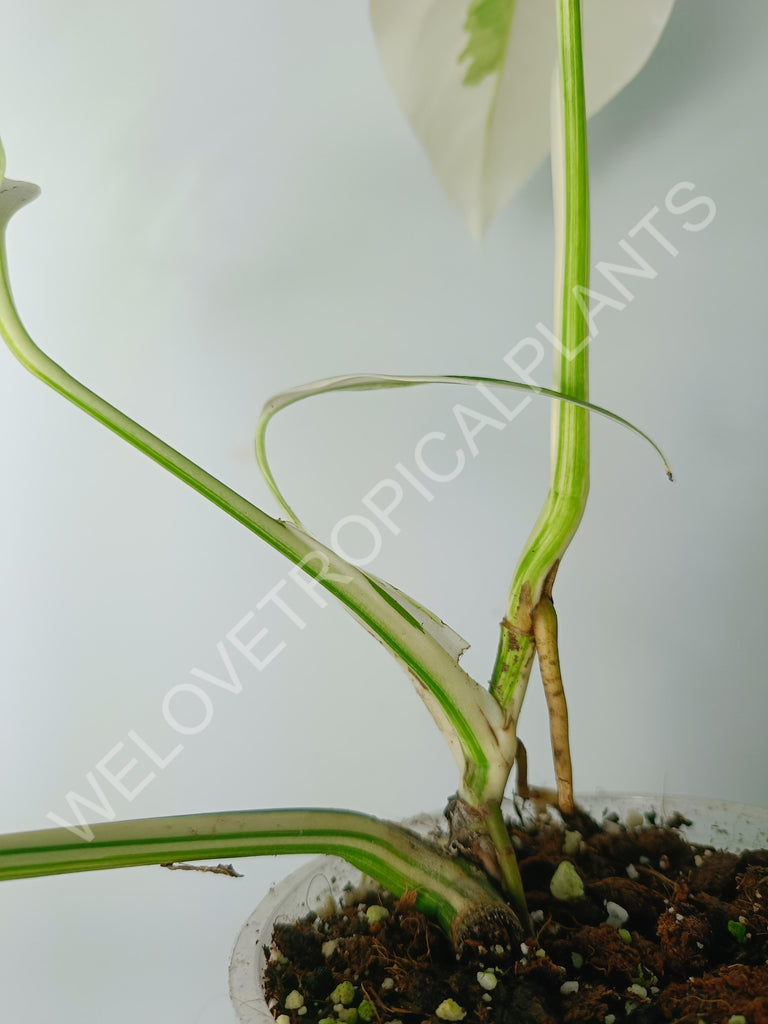 Monstera variegata albo extra white