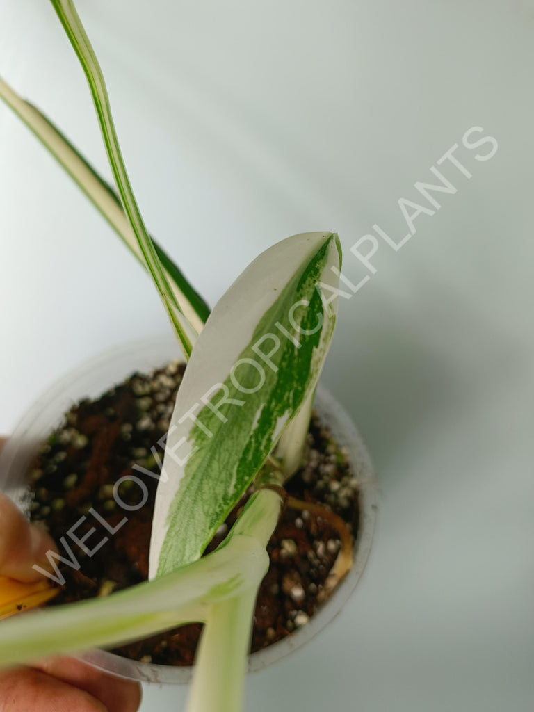 Monstera variegata albo extra white