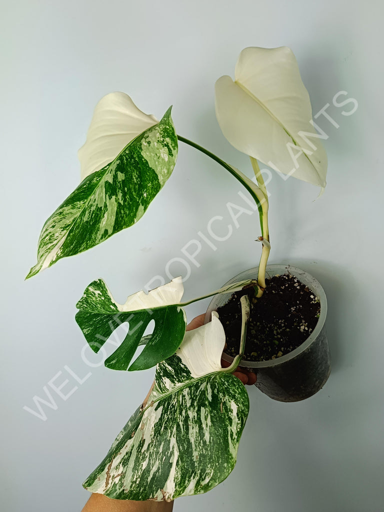 Monstera variegata albo extra white