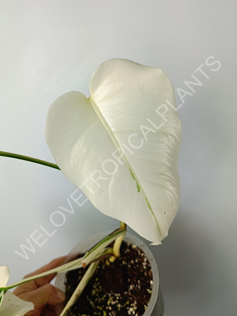 Monstera variegata albo extra white