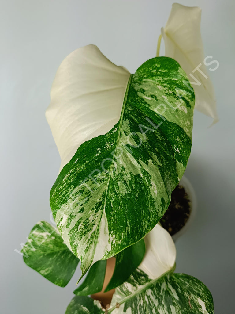 Monstera variegata albo extra white