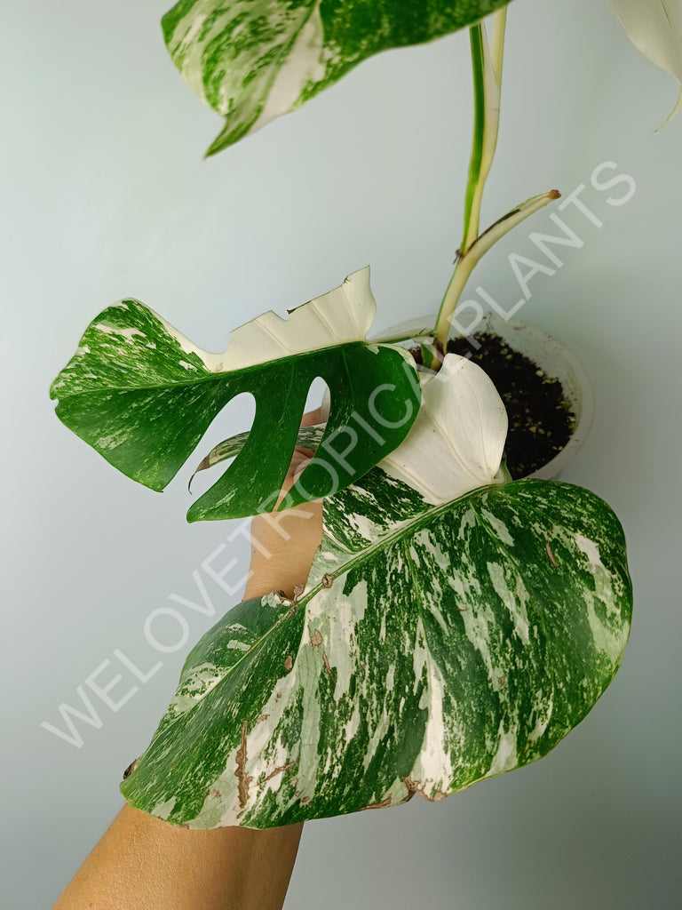 Monstera variegata albo extra white