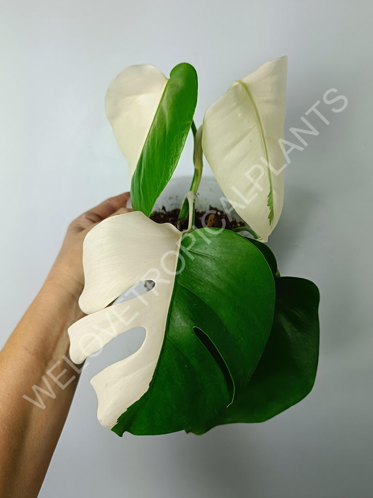 Monstera variegata albo extra white