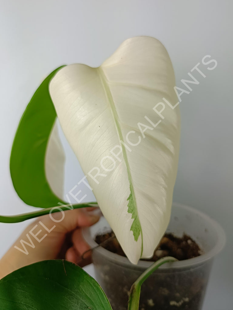 Monstera variegata albo extra white