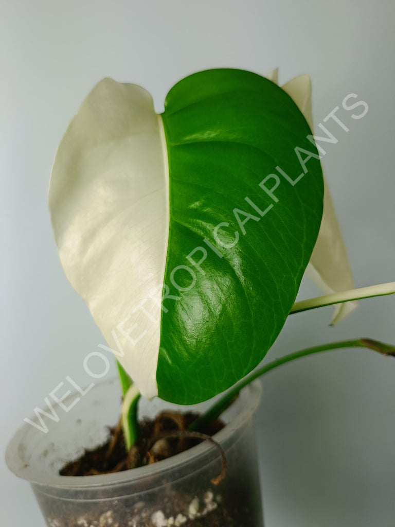 Monstera variegata albo extra white