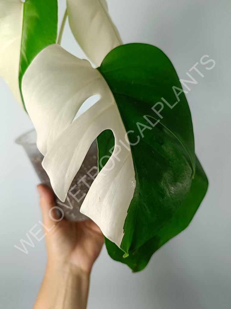 Monstera variegata albo extra white