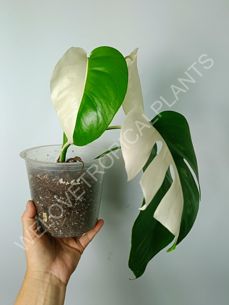 Monstera variegata albo extra white