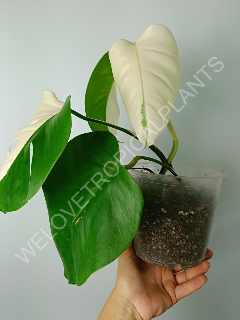 Monstera variegata albo extra white