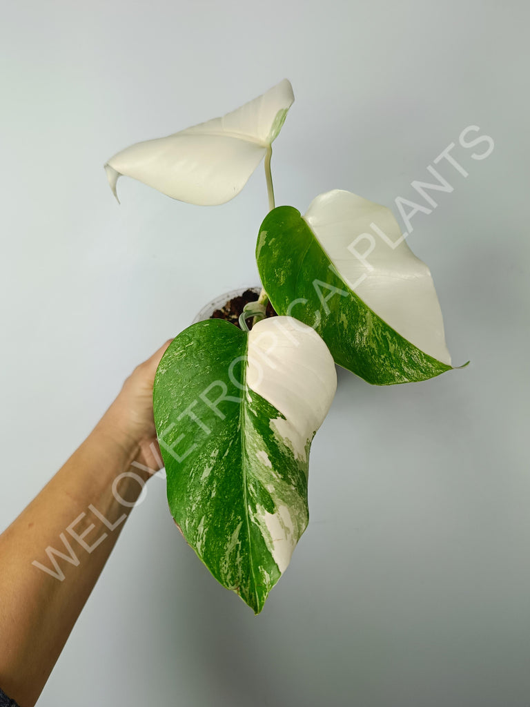 Monstera variegata albo extra white