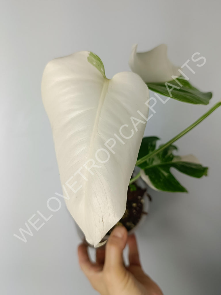 Monstera variegata albo extra white