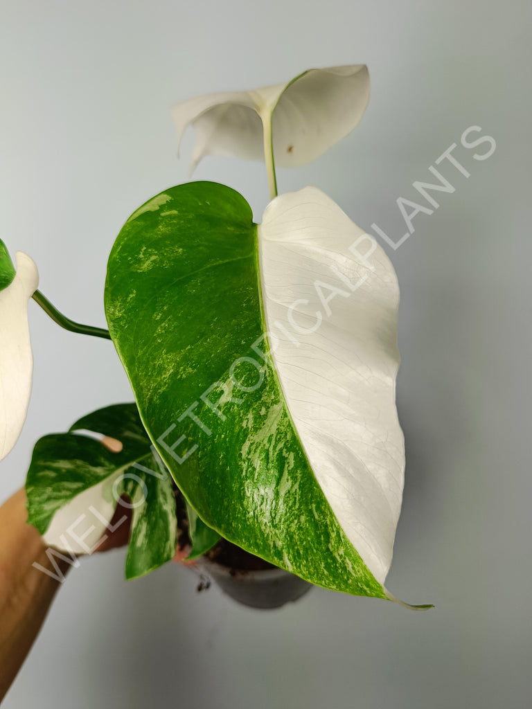 Monstera variegata albo extra white