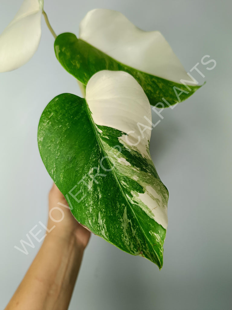 Monstera variegata albo extra white