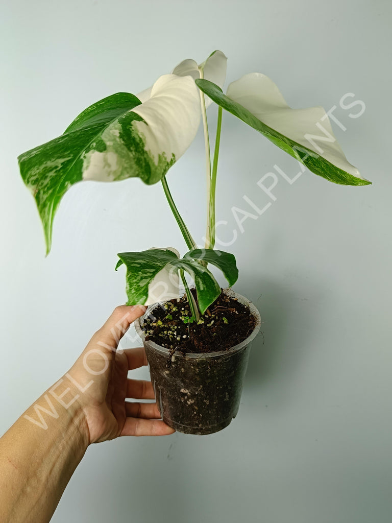 Monstera variegata albo extra white