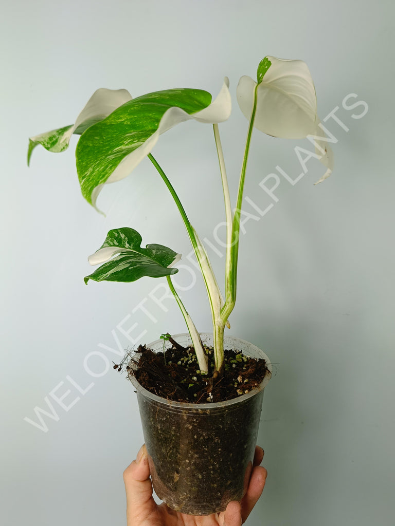 Monstera variegata albo extra white