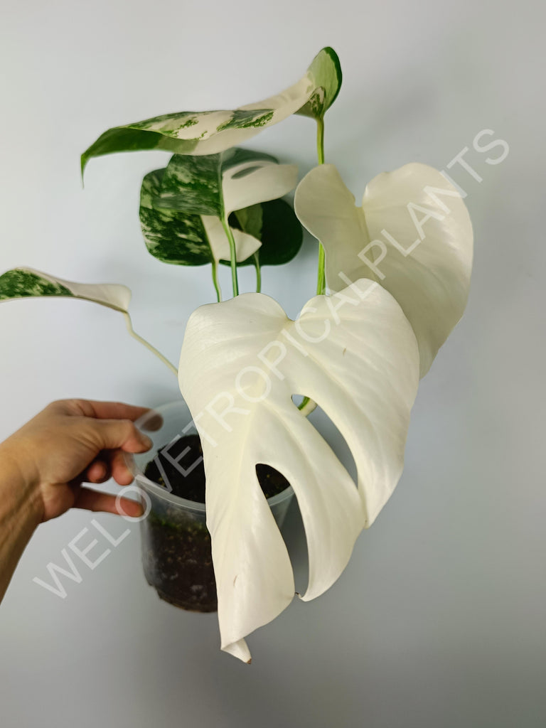 Monstera variegata albo extra white