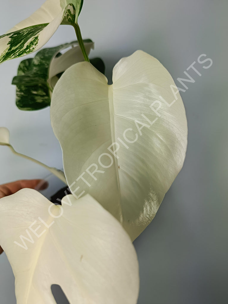 Monstera variegata albo extra white