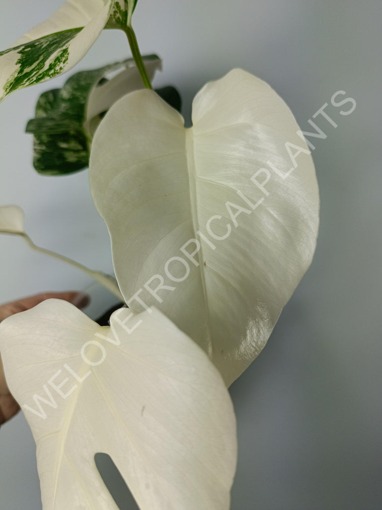 Monstera variegata albo extra white