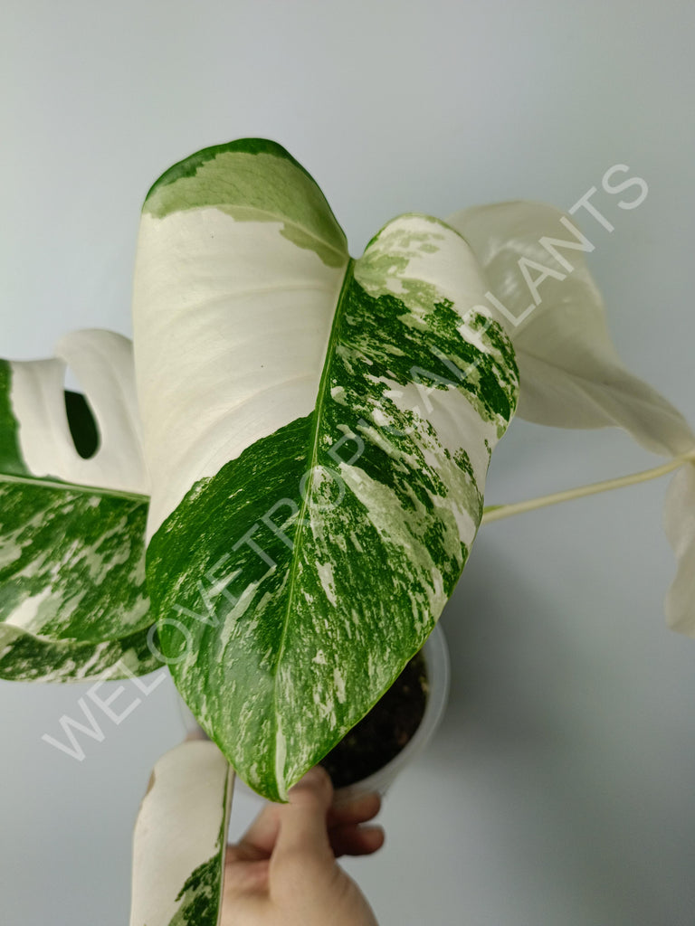 Monstera variegata albo extra white