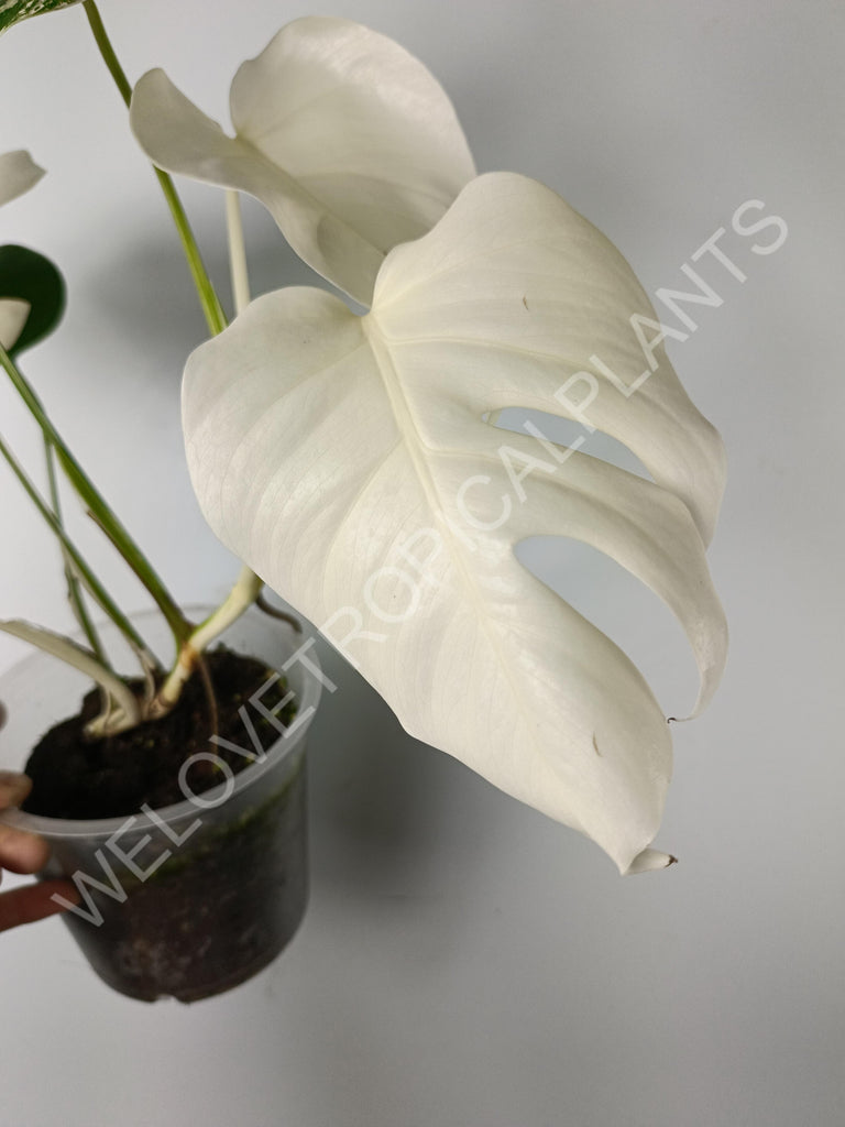 Monstera variegata albo extra white