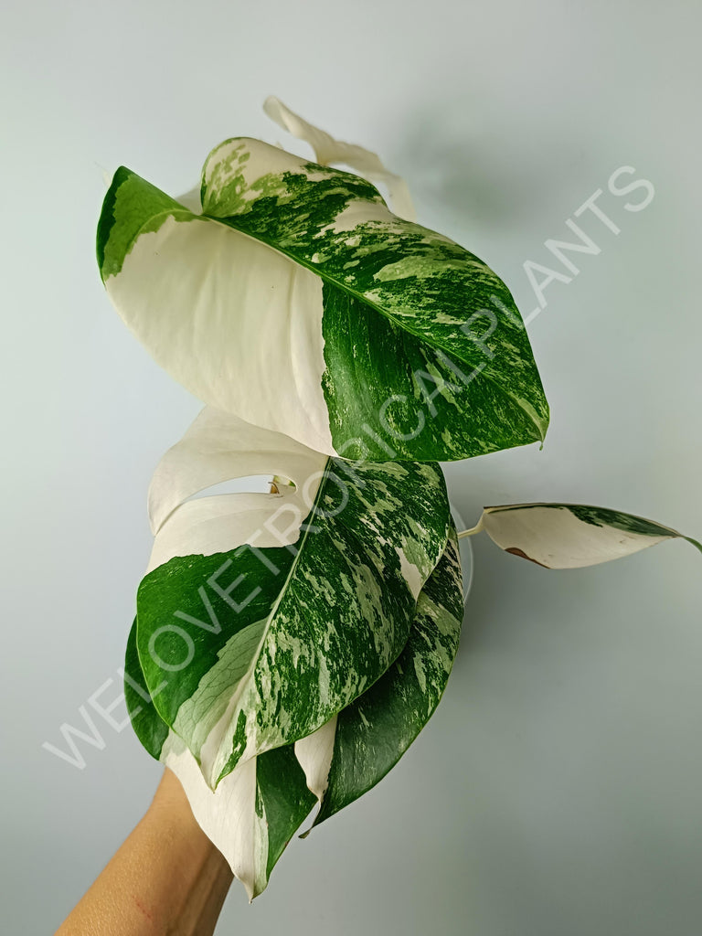 Monstera variegata albo extra white