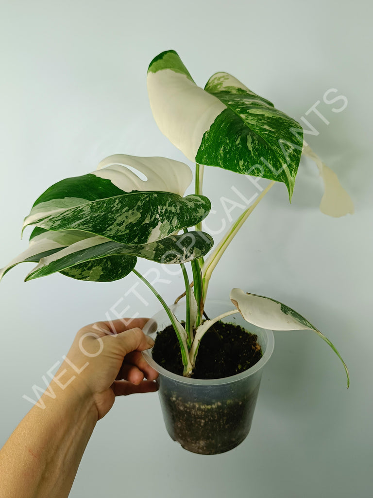 Monstera variegata albo extra white