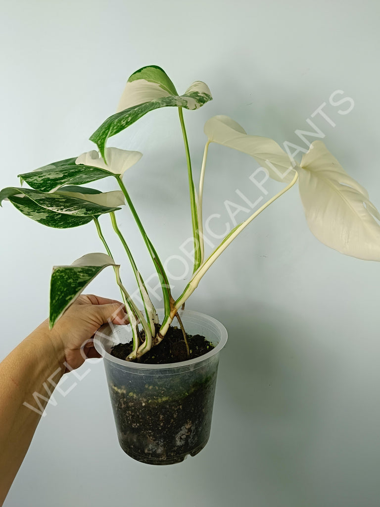 Monstera variegata albo extra white