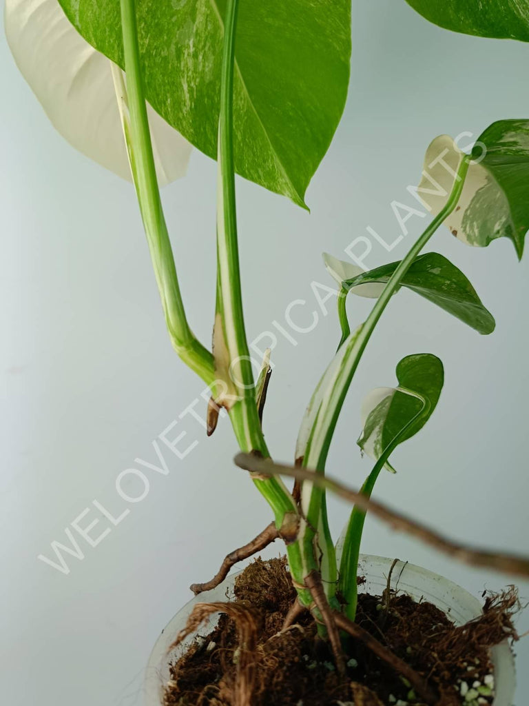 Monstera variegata albo extra white